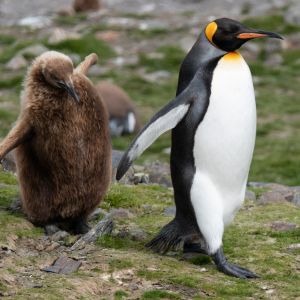 An adult penguin followed by a juvenile walk on grass