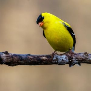 An American goldfinch sitting on a branch looks toward the viewer, head tilted.
