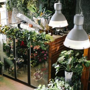 Plants stacked on shelves in a room with overhead lamps