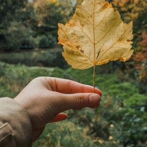 Hand holding a yellow leaf in front of a green environment