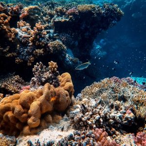 Captivating underwater scene of vibrant corals and marine life in a clear ocean setting.