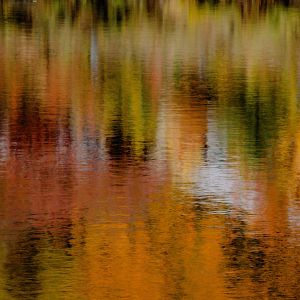 Watery reflection of fall foliage