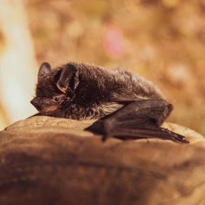 A brown bat lays out on top of lighter brown material; behind them is a blurred natural background