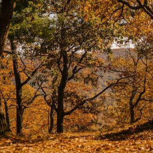 Autumn trees with bright foliage on land against mountain