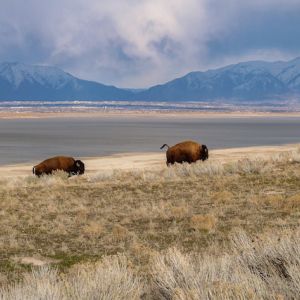 Two brown bison on a field with a snow-capped mountain range in the background