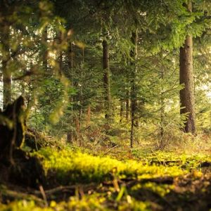 A worm's eye view of a sunlit forest