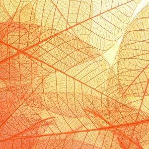 Colorful transparent leaf patterns