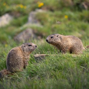 Two alpine marmosets sit in a green grassy field, one at a slightly higher elevation looking down at the other