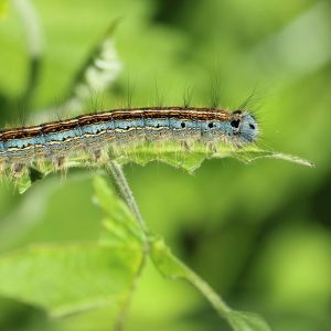 A green, orange, and black caterpillar sitting on a green plant with a blurred green natural background