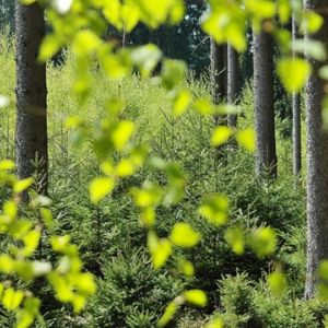 Selective focus on a forest of young trees in the background