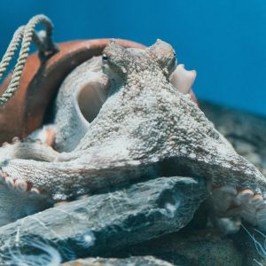 An octopus resting inside a flower pot on the substrate of an aquarium environment