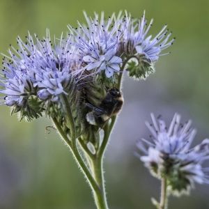 A bumblebee climbs up the stem of a lavender-colored flower.