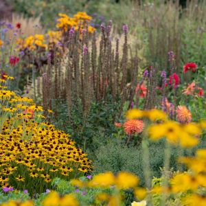 Bright yellow Black eyed susan rudbeckia cone flowers in the foreground, photographed in a garden
