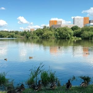 Urban pond with ducks swimming on calm water surrounded by green trees and grass, with modern colorful apartment buildings, concept of nature in city, ecology and peaceful environment