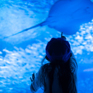 ProBleu Funding Call 2025