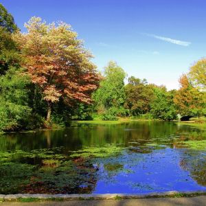 A pond circled by trees with leaves changing color from green to yellows an reds