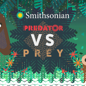 Animated illustration of a bat, a frog, green vegetation and text that says "Smithsonian Predator VS Prey"