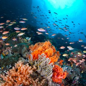 A plethora of small, colorful fish (Pseudanthias sp.) swim in a current passing over a coral reef. The fish are catching tiny zooplankton that ride the ocean current.