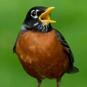 An American Robin faces its head toward the right, beak wide open