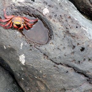 A single red crab on a small tide pool