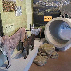 Exhibit of mountain lion, coyote, and bobcat, next to a cement tunnel, and green interpretive panels