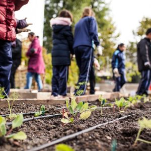 School children walk by a garden plot.