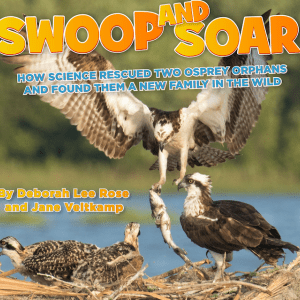 Three ospreys sitting on a nest while a fourth flies in with a fish hanging from its talons