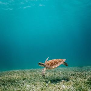 Green sea turtle swimming 