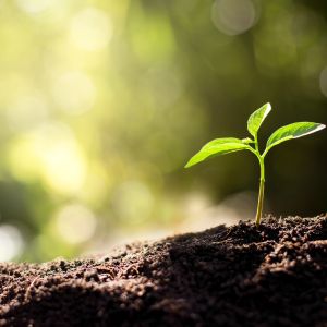Seedling grows from soil