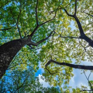 Tree canopy