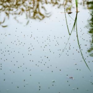 Mosquitoes on surface water.