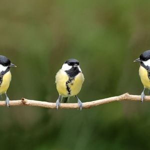 three small yellow and black birds perched on a thin branch