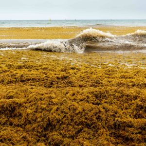 burnt yellow sargassum on beach and in water