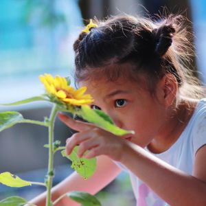 Child looking at sunflower.