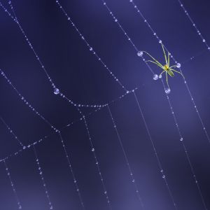 green spider on web with water droplets and blue background