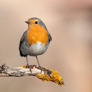 orange grey and white bird on branch