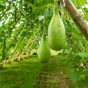 Hanging winter melon in the garden.
