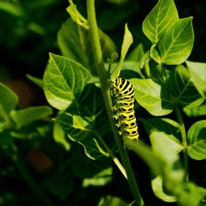 Yellow, black and green Black swallowtail caterpillar on a green bush