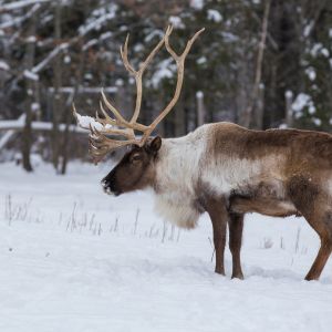Caribou standing in snow