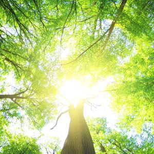 sun shining through tree top