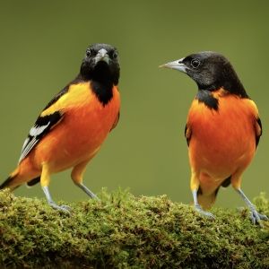 A photo of two black and orange birds