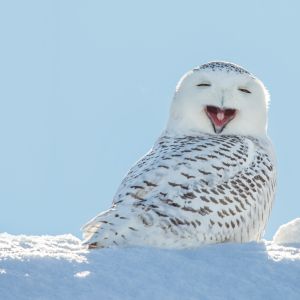 owl in snow