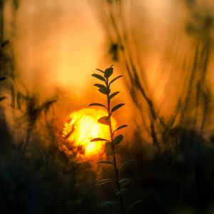 Warm colors, sun peeking through sillhouette of plants.