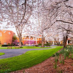 Cherry blossoms on campus.