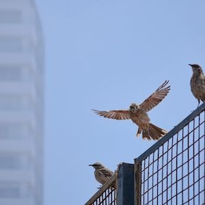 Mockingbirds perch on wire fence in urban area