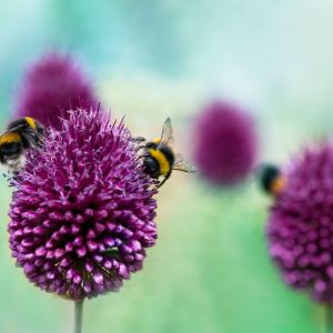 three bees sitting on purple flowers
