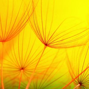 Macro photo of dandelion seeds