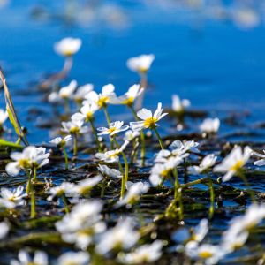 Small white delicate flowers of the underwater plant