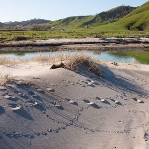 Picture of sand dune with footprints with green hills in the background.