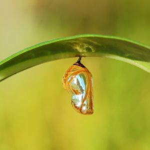 Dazzling chrysallis hanging on a leaf.